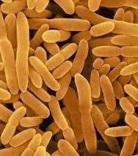 Nitrobacter Powder - Additives: Feed
