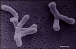 Bifidobacterium Infantis - Additives: Food