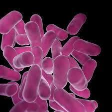 Lactobacillus Sporogenes - Additives: Food