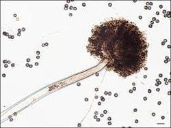 Aspergillus Niger - Additives: Feed Additives