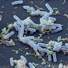 Bacillus Pumilis Additives: Feed