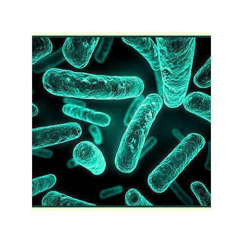 Bacillus Firmus - Additives: Feed