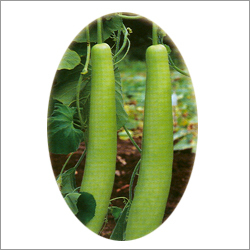 हाइब्रिड लौकी के बीज