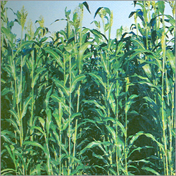 Hybrid Forage Sorghum Seeds