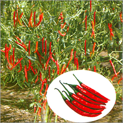 हाइब्रिड हॉट पेपर सीड