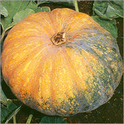 Pumpkin Seed - Premium Quality, High Yield, Rich in Fiber and Antioxidants | Excellent Germination Rate, Fresh Aroma, Various Grades Available