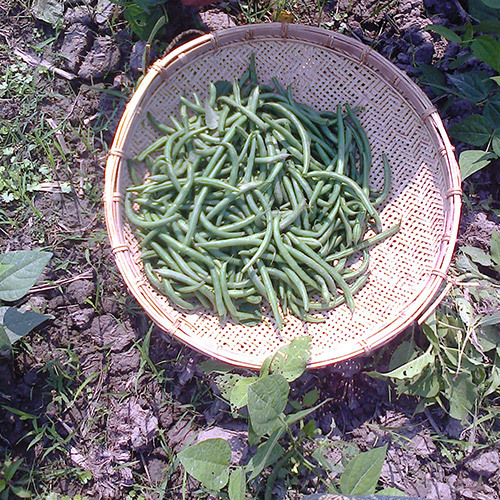 ताजी हरी बीन्स