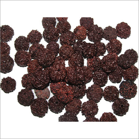 मुखी रुद्राक्ष