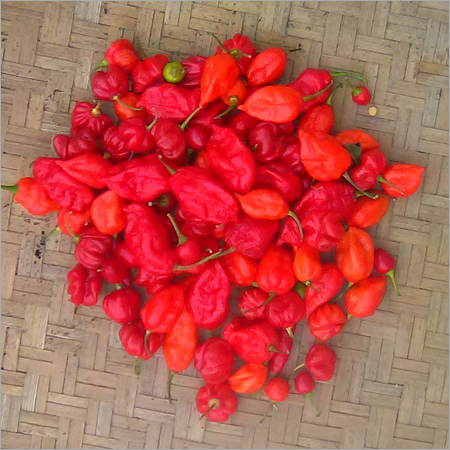 राजा मिर्च