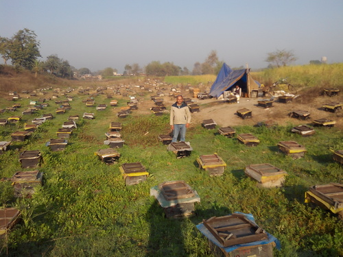 शहद प्रसंस्करण परामर्श सेवा