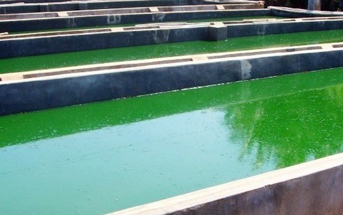 स्पिरुलिना उगाने की परामर्श सेवा