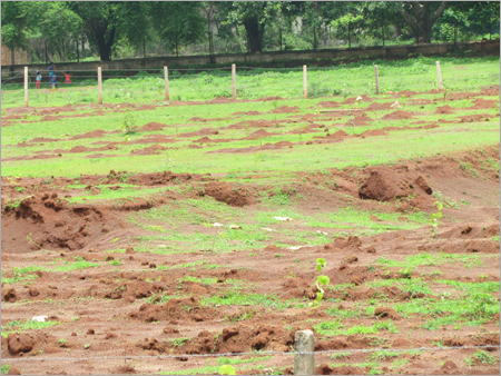 बूंद-बूंद जंगल