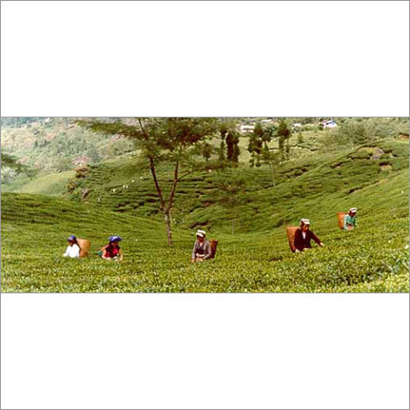 Darjeeling Tour Packages