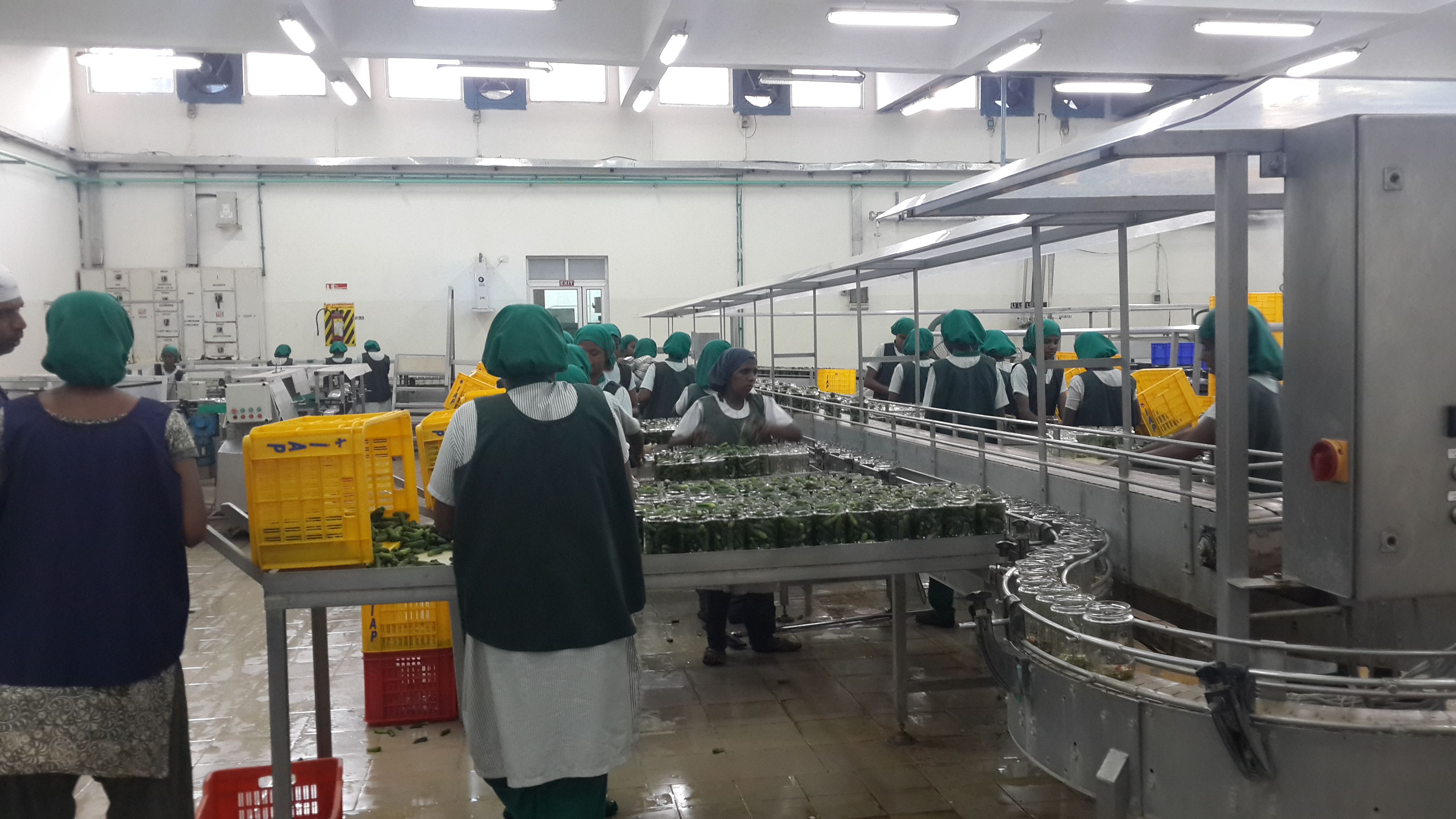 Gherkin Canning Line Processing Machinery