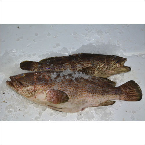 Red Spotted Grouper