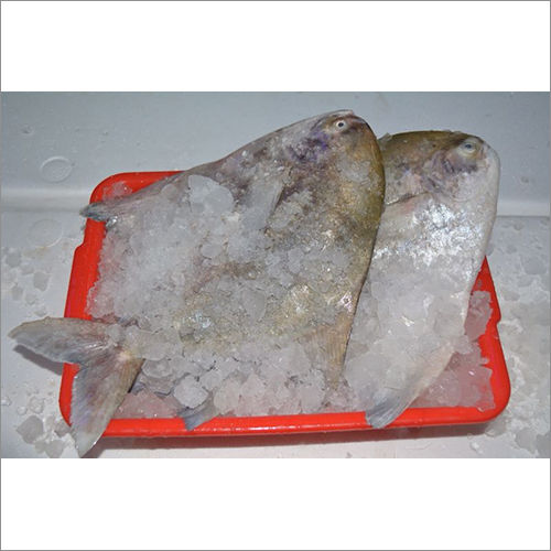 Chinese Pomfret