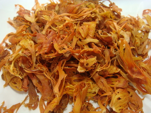 जावित्री