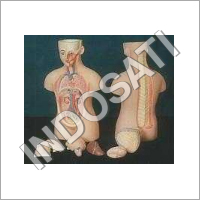 Human Torso Models