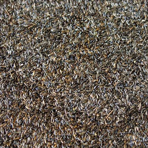 नाइजर सीड्स