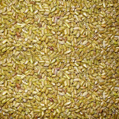  कैसिया सीमेन टोरिया सीड्स