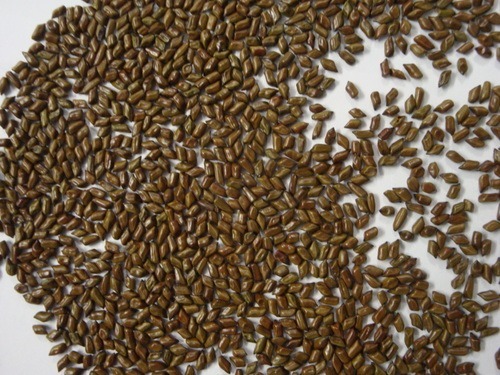 कैसिया तोरा सीड्स