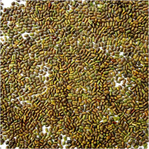 Sesbania Seeds - Brownish Green, Purity 99% Min, Germination 90% | Ideal for Green Manure, Water Reduction in Agriculture