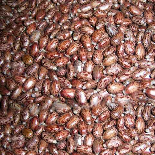 Castor Seeds - Premium Quality Botanical Seeds | High Germination Rate, Rich in Nutrients