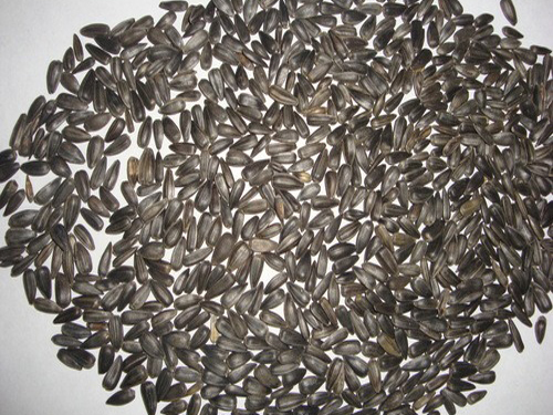 Black Sunflower Seeds