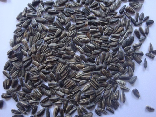 Striped Sunflower Seeds