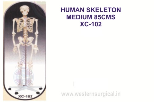 Medium Skeleton 85 Cm Tall - Color: White