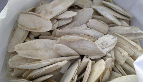 Cuttlefish Bone Exports