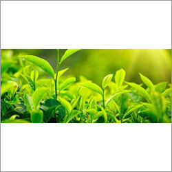 Green Tea Extract