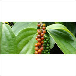 Piperine Extract - 95% Purity, Black Powder Form | Solvent Extracted, Soluble in Alcohol, Natural Taste, Easy to Use