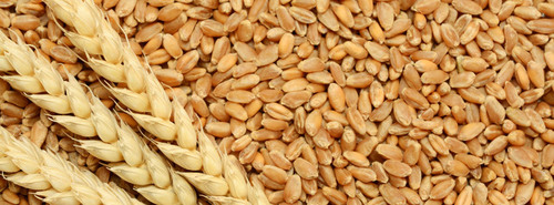 Light Brown Raw Wheat