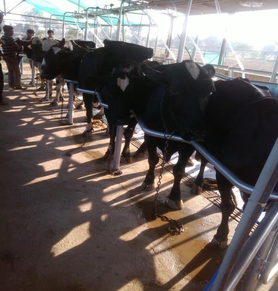 Good Quality Milking Parlour