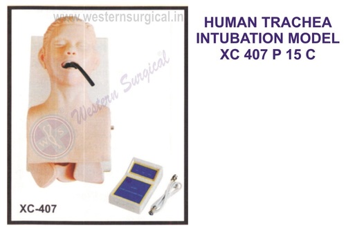 Human Trachea Intubation Model