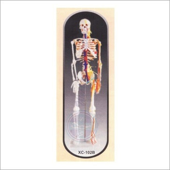 HUMAN SKELETON - PVC Plastic, 85 cm Medium Size, Natural Bone Color | Detailed Anatomical Representation, Pre-assembled, Movable Parts, Educational Tool