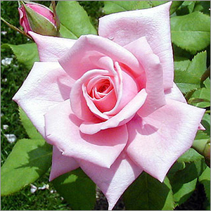 गुलाबी गुलाब