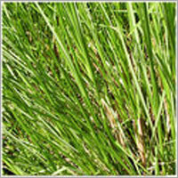 वेटिवर तेल