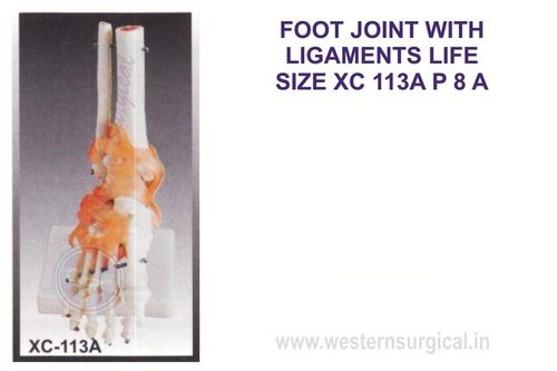 Life-size Foot Joint With Ligaments