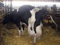 लाइव डेयरी गायों और गर्भवती होल्स्टीन बछिया उच्च श्रेणी की गाय