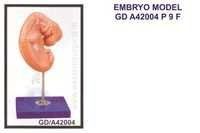 Embryo Model