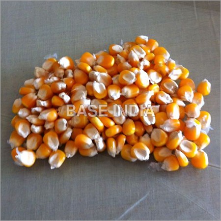 पीला मक्का