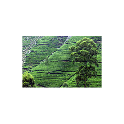 Sri Lanka Tea Plantation