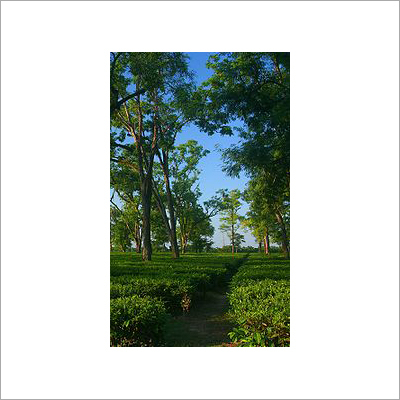 Tea Garden of Assam