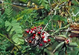 Abrus Precatorius सूखा (गुंडुमानी)