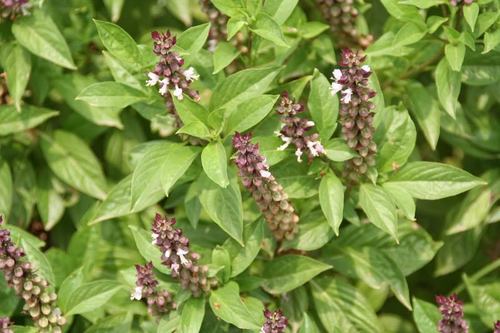 ओसिमम सैक्टम (तुलसी के पत्ते (सूखे/पाउडर))