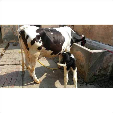 Indian Hf Cow