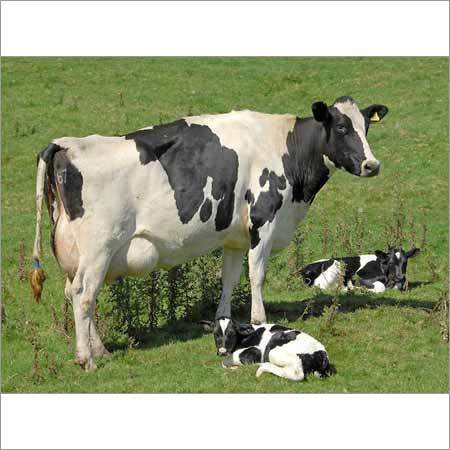 Holstein Friesian Cow