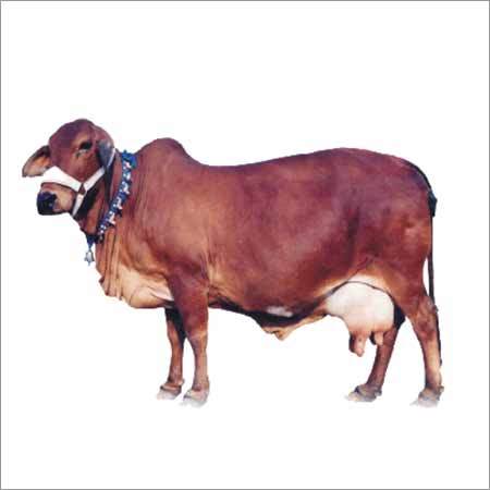 Indian Sahiwal Cow